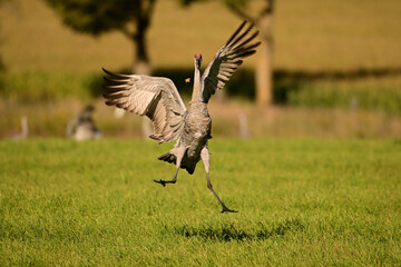 Obraz premium Dancing Sandhill Cranes in a green pasture on their journey south during fall migration