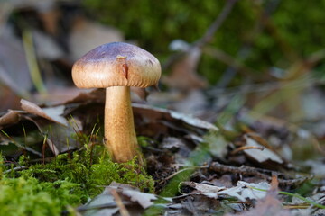 Macro shot of a polypore bracket fungus with distinct zone patterns and a light margin growing on a moss-covered fallen log. © Micha