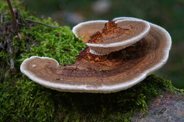 Macro shot of a polypore bracket fungus with distinct zone patterns and a light margin growing on a moss-covered fallen log. © Micha