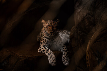 Leopard resting on a rocky ledge and looking directly at the camera in dramatic low light © Jader