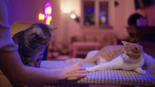 Tranquil cat gazes upon sleeping companion on cozy lounge chair. Relaxed cat silently observes its sleeping partner while resting on woven furniture in evening light