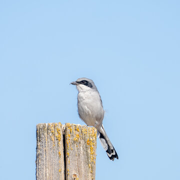 A loggerhead shrike perched on a wooden post.
