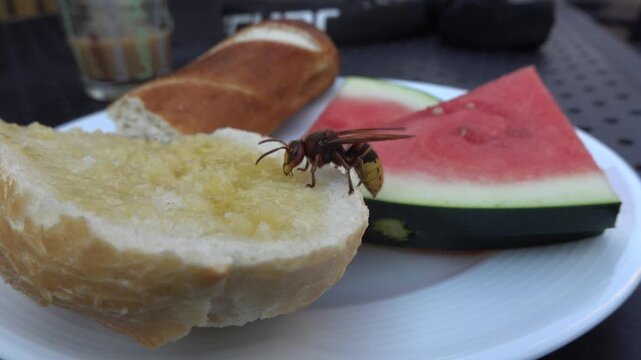 Europ&auml;ische Hornisse (Vespa crabro) frisst von einem Honig-Br&ouml;tchen, Weilerswist, Nordrhein-Westfalen, Deutschland