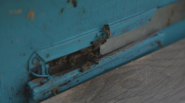 Buzzing insects gather near hive entrance. Swarming worker bees surround hive entrance in constant motion. Vigorous worker bees mill about hive entrance in lively swarm