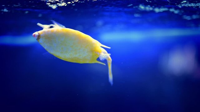Yellow Cowfish Turning Upward and Changing Direction