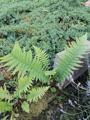 Green Ferns and Moss in Nature © Thuy hoai phuong Vo