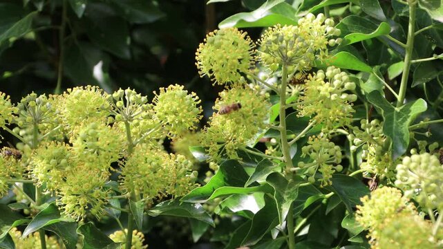 bl&uuml;hender Efeu  (Hedera helix), Weilerswist, Nordrhein-Westfalen, Deutschland