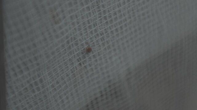 Small creature on screen. Detailed shot capturing tiny pest on fabric surface. Close perspective revealing minute brown insect clinging to mesh fabric under gentle daylight