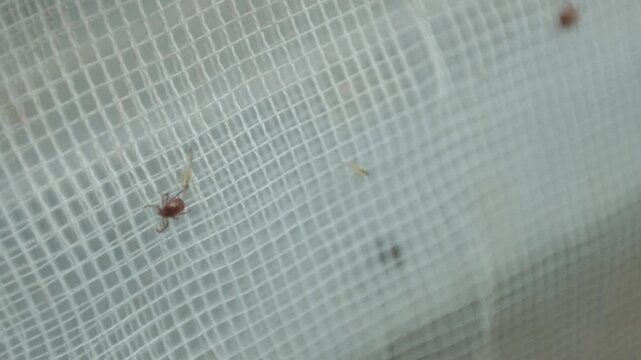 Small creature on screen. Detailed shot capturing tiny pest on fabric surface. Close perspective revealing minute brown insect clinging to mesh fabric under gentle daylight
