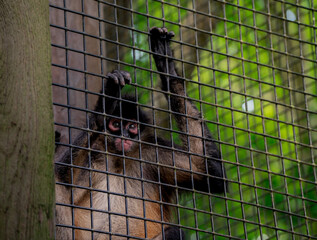Spider monkey holding onto a metal enclosure fence surrounded by lush green forest © Jader