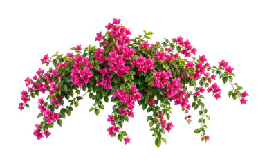Fototapeta premium PNG Vibrant pink bougainvillea flowers with cascading green foliage