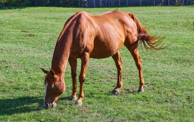 Chestnut horse swishing tail while grazing in green pasture field © CS Media