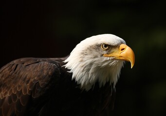 Fototapeta premium Bald eagle portrait with white head and golden beak