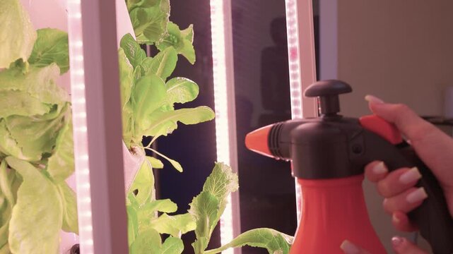 Woman refreshing mirror with spray. Casual woman cleaning mirror with spray in bright room. Relaxed woman using spray to clean mirror on vanity during peaceful morning routine
