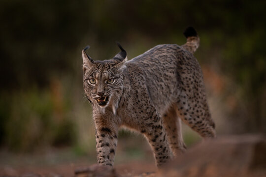 The rare Iberian lynx can be found roaming the dry lands of central Spain. The lynx is looking straight on. The lynx is drinking from the water dum.
