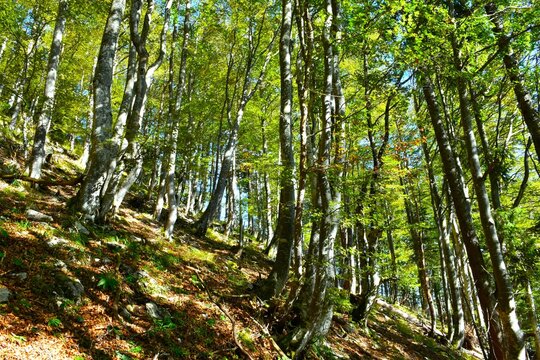 Broadleaf, deciduous, temperate beech forest in summer