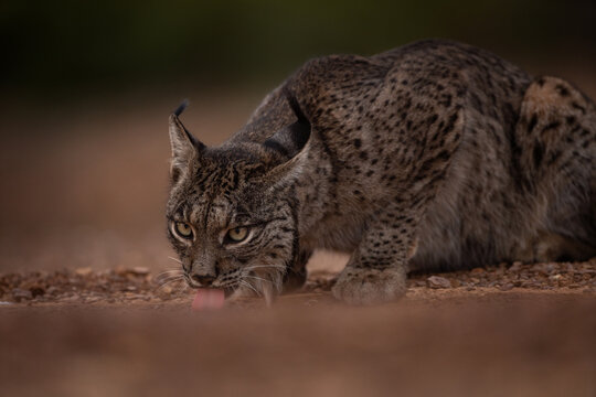 The rare Iberian lynx can be found roaming the dry lands of central Spain. The lynx is looking straight on. The lynx is drinking from the water dum.