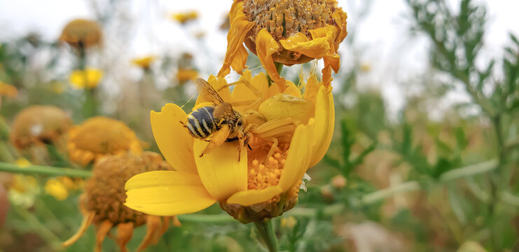 Macro close up of a yellow crab spider perfectly camouflaged catching a bee in a flower view(4)
yellow