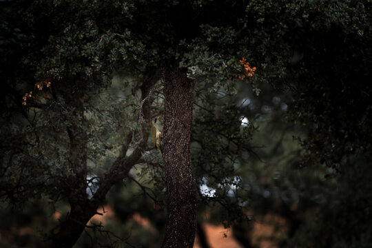 An Iberian green woodpecker climbing a tree. A picus sharpei in its natural habitat.