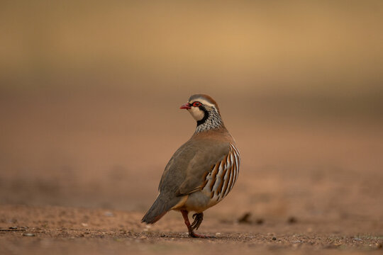The red-legged partridge is walking across the open land. The Iberian partridge in its natural habitat in Spain.