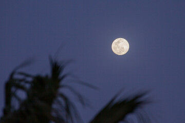 Moon over palm trees in the evening sky © Viacheslav Zhukov