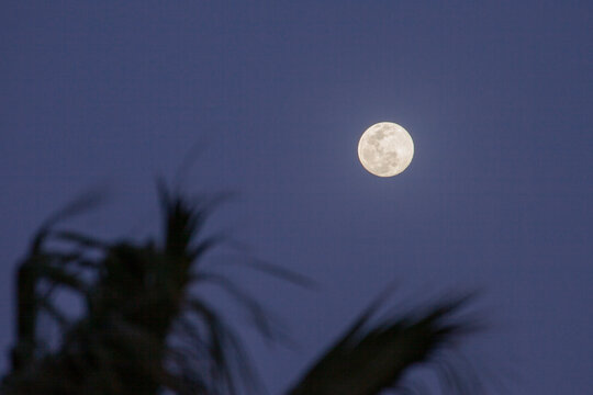 Moon over palm trees in the evening sky