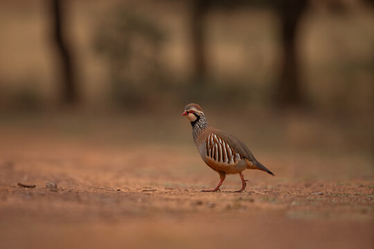 The red-legged partridge is walking across the open land. The Iberian partridge in its natural habitat in Spain.