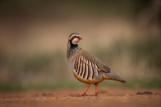 The red-legged partridge is walking across the open land. The Iberian partridge in its natural habitat in Spain.