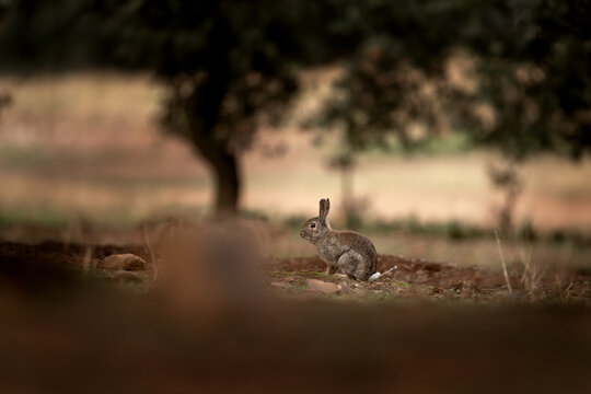 A hare in the Spanish countryside. The main prey of the Iberian lynx is the rabbit (Lepus granatensis). Calm Iberian hare on the ground. 
