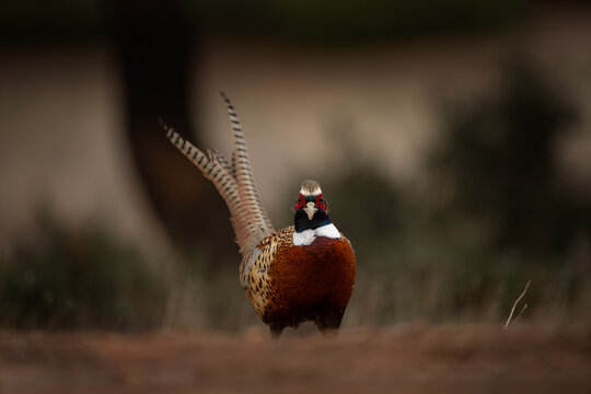 The common pheasant is walking on dry ground. A pheasant in its natural habitat in Spain.