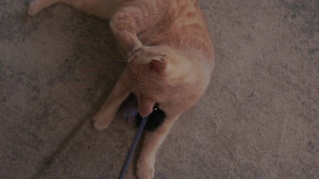 Ginger cat batting blue wand toy on carpet, rolling paws and swiping with eager claws, attentive ears, slow playful movements, relaxed indoor setting, curious feline focus