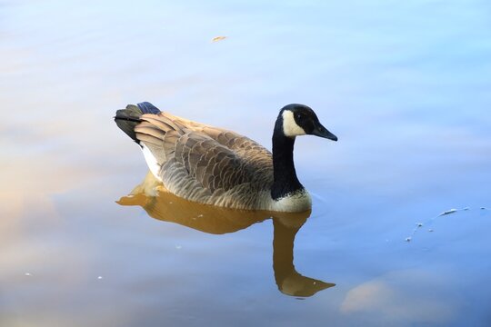 Canada Goose in Sunlight with Soft Blue Reflections on Calm Autumn Water