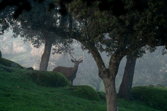 A red deer in the fog. A young deer is hidden among the trees in Iberian territory.