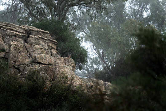 An iberian ibex in its natural habitat. An ibex on top of the rock. A rocky landscape in El Torcal de Antequera.