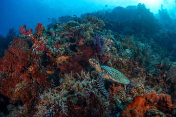 Fototapeta premium A hawksbill sea turtl is resting on the seabed. A eretmochelys imbricata sea turtle in Indonesian waters.