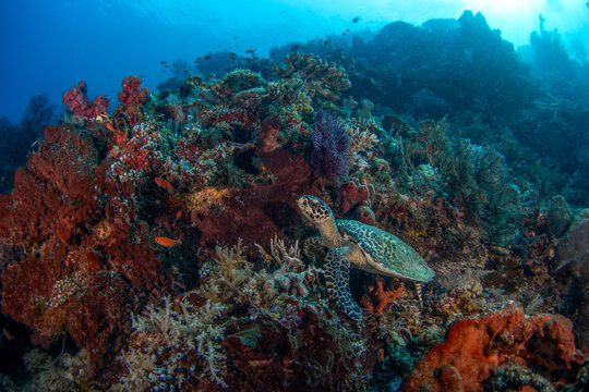 A hawksbill sea turtl is resting on the seabed. A eretmochelys imbricata sea turtle in Indonesian waters.