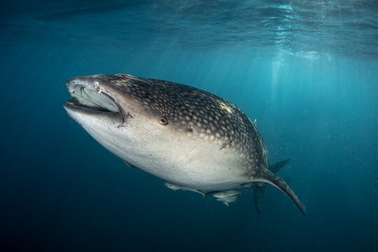 A large whale shark was spotted near the surface. The biggest shark on the planet has spotted skin. The Rhincodon typus swims with its mouth open.