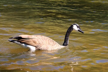 Close-up of a Canada goose swimming on an autumn river © fluffypw88