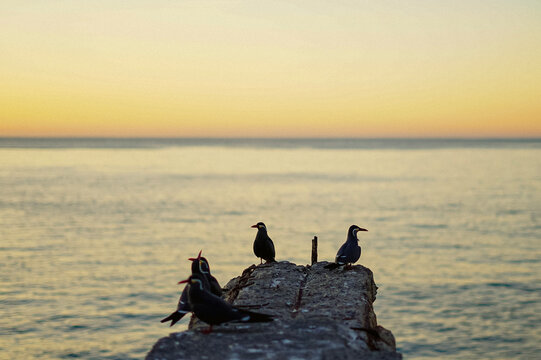 aves de valparaiso