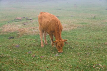 Close view of a grazing cow in mountain grassland © Andrei