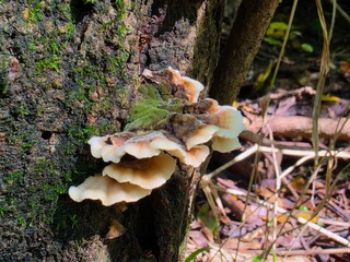 Pale layered bracket fungi clustered on dark tree bark © Brandon