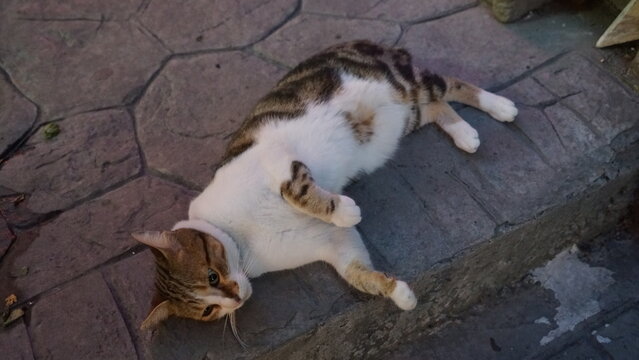 A tricolor calico tabby street cat rolls onto its back, flashing a playful look on a patterned stone pavement step near the historic Grand Bazaar (Kapalı&ccedil;arşı) in Istanbul