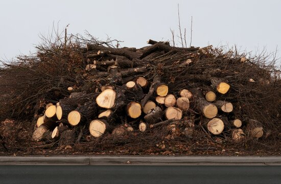 Large pile of freshly cut logs and branches on the side of a road