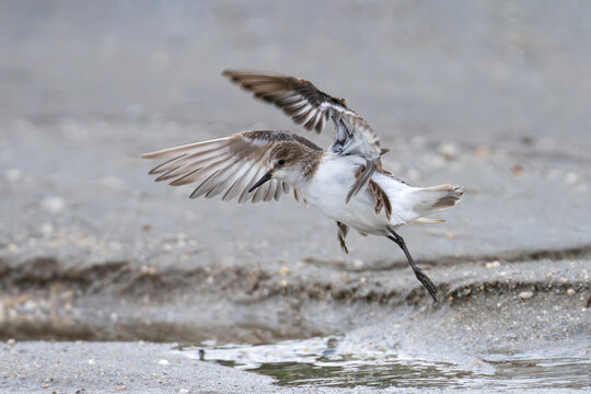 Little Stint foraging along a sandy and gravelly riverbank, searching for small invertebrates in its natural wetland habitat.