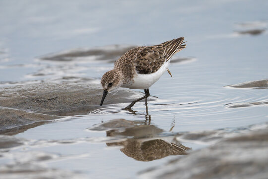 Little Stint foraging along a sandy and gravelly riverbank, searching for small invertebrates in its natural wetland habitat.