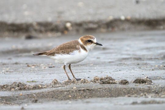 Kentish Plover foraging along a sandy riverbank, searching for small invertebrates in its natural wetland habitat.