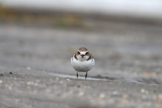Kentish Plover foraging along a sandy riverbank, searching for small invertebrates in its natural wetland habitat.