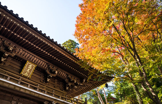 高尾山薬王院 山門 秋 （東京都八王子市）