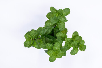 Mint leaves isolated on white background for herbal medicine and tea ingredient. Organic Mint leaves peppermint isolated on white background for traditional herbal remedy © Semoga