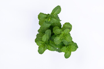 Mint leaves isolated on white background for herbal medicine and tea ingredient. Organic Mint leaves peppermint isolated on white background for traditional herbal remedy © Semoga